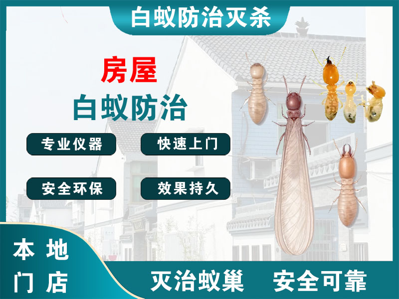 雨花台房屋白蚁防治